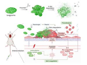 Schematic illustration showing the targeting, anti-coagulation, and thrombolysis mechanisms of the nanothrombolytic (SiH@UK/Fib) against arterial embolism