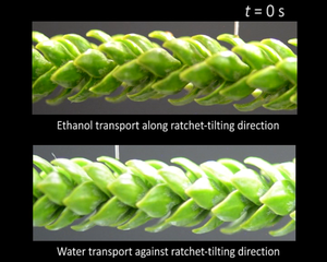 Liquid transport on an Araucaria leaf