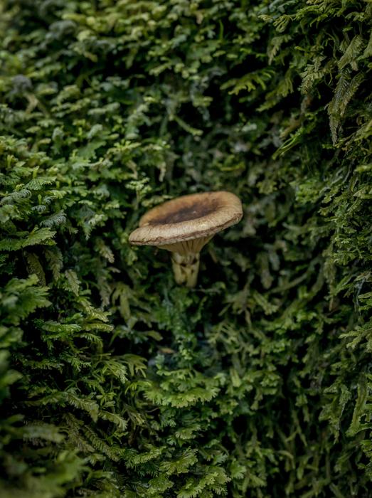Mycorrhizal mushroom Austropaxillus betuloides