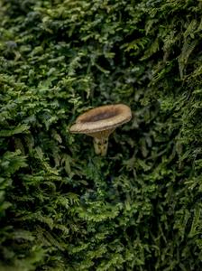 Mycorrhizal mushroom Austropaxillus betuloides