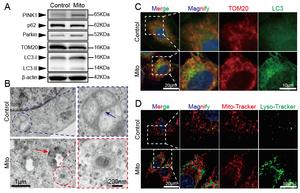 Fig. 3 Mitochondrial transplantation activates mitophagy.
