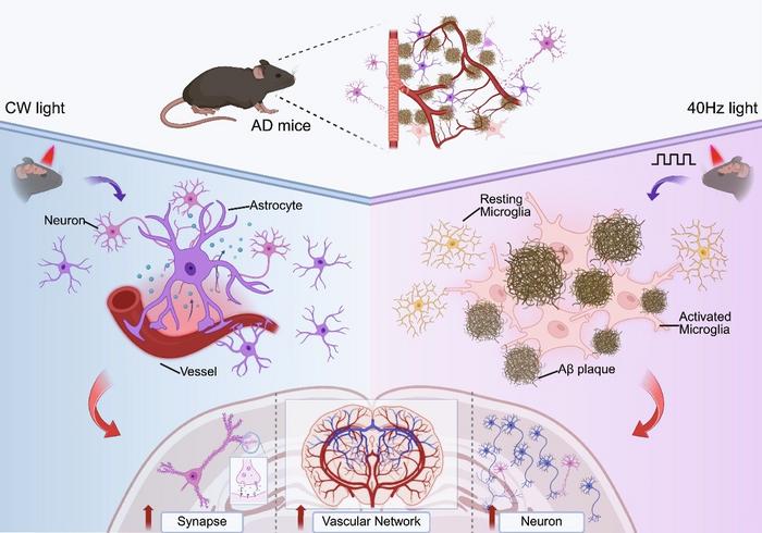 Schematic illustration of frequency-specific tPBM glial mechanisms in AD mice.