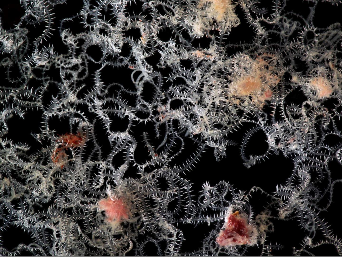Fraction of single living specimen of branching worm