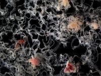 Fraction of single living specimen of branching worm