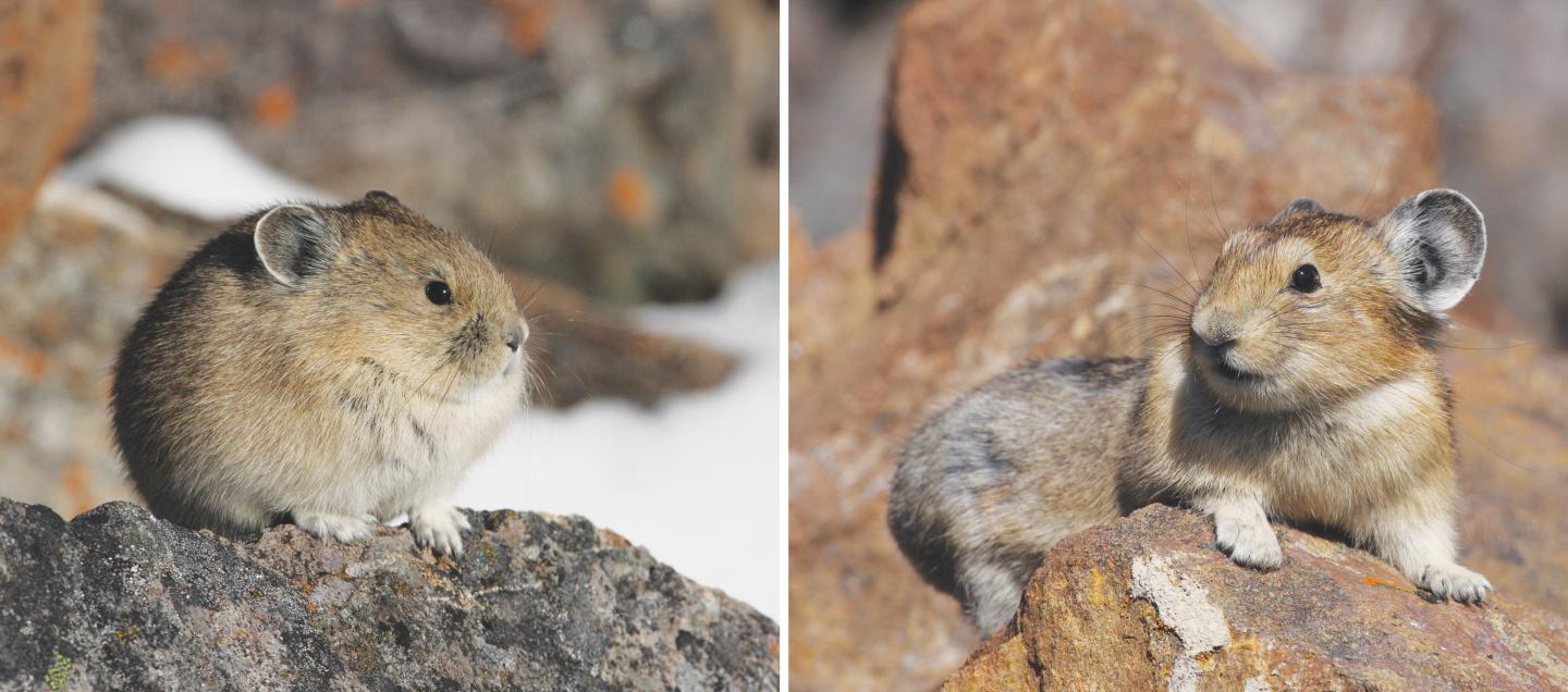 American Pika