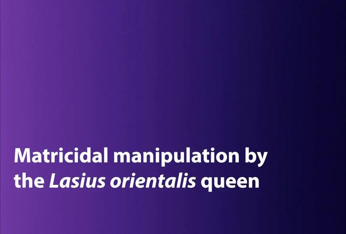 Induced ant matricide