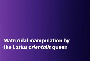 Induced ant matricide