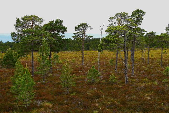 Small trees growing in the Cairngorms
