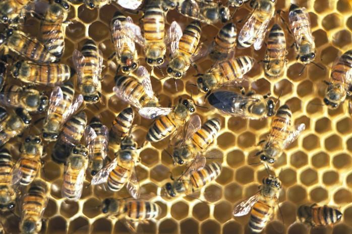 Cape Bees 1