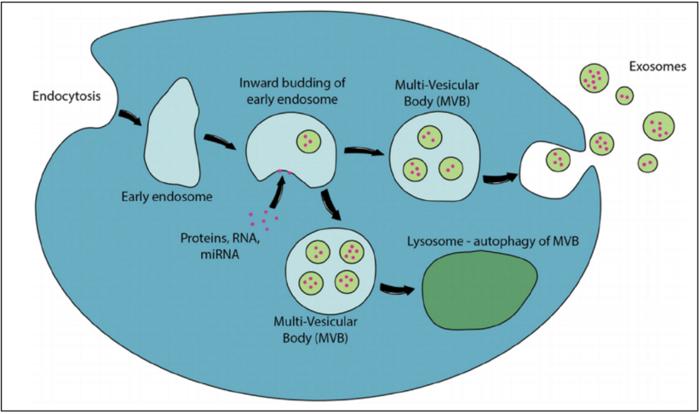 Exosome Biogenesis and miRNA Delivery in Immune Communication