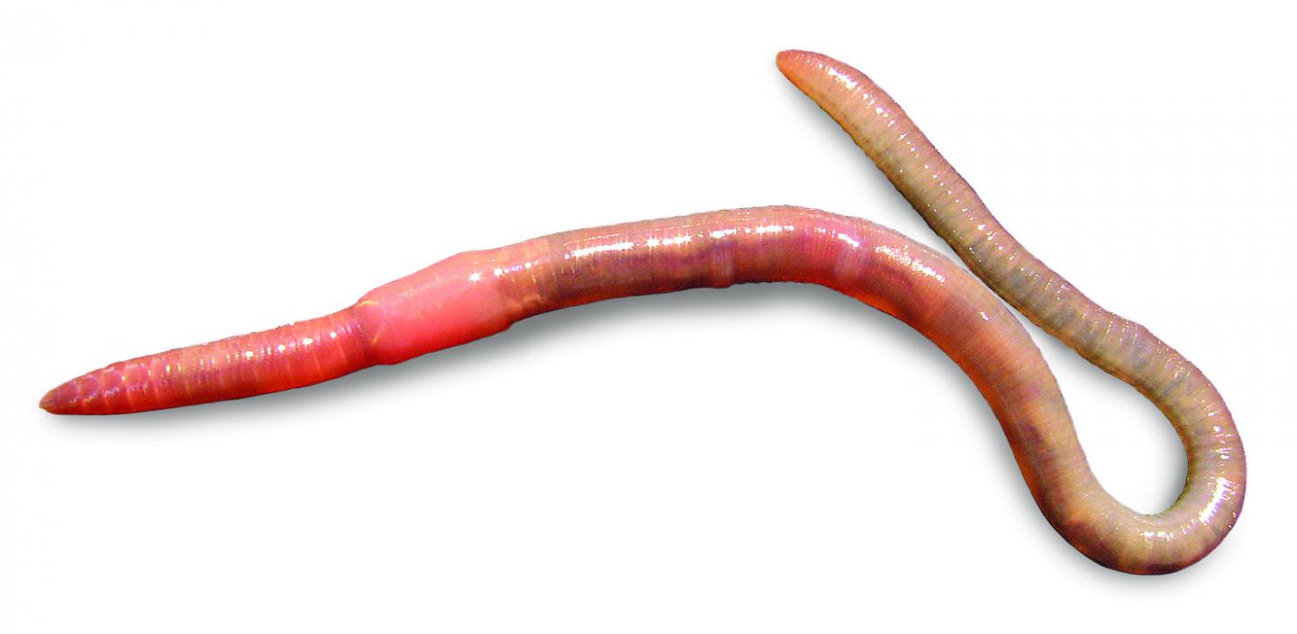 Live <i>Kazimierzus</i> Worm (1 of 2)