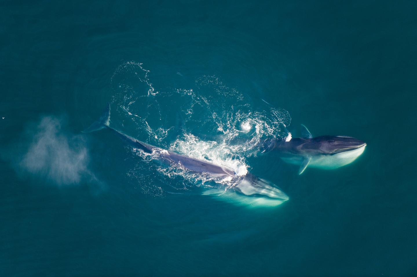 Fin Whale