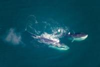 Fin Whale