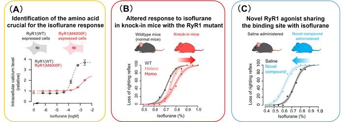 Identification of key amino acid residues and new compounds targeting the putative isoflurane binding site