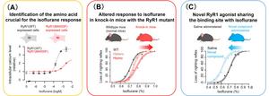 Identification of key amino acid residues and new compounds targeting the putative isoflurane binding site