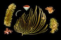 Corals Found in the Southern Ocean