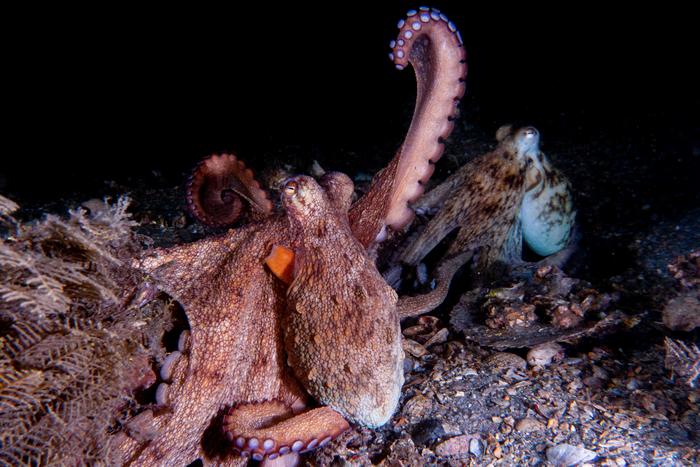 Common octopus (Octopus americanus)