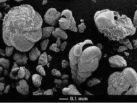 New research reveals remarkable resilience of sea life in the aftermath of mass extinctions