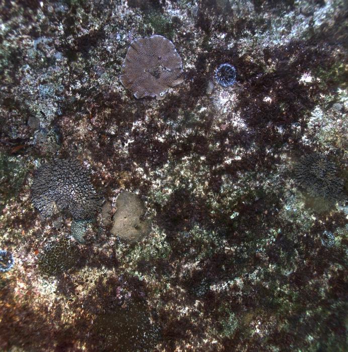 High-resolution seafloor images of coral ecosystem taken recently by the Autonomous Underwater Vehicle during the Norfolk Island expedition. Photo credit: Stefan Williams