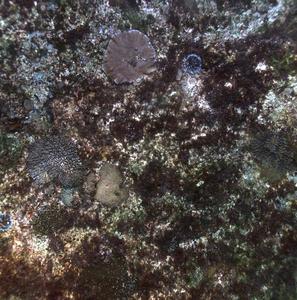 High-resolution seafloor images of coral ecosystem taken recently by the Autonomous Underwater Vehicle during the Norfolk Island expedition. Photo credit: Stefan Williams