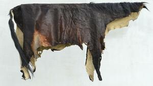 Black/brown Glossy Hide of Large Animal with Pale Underside