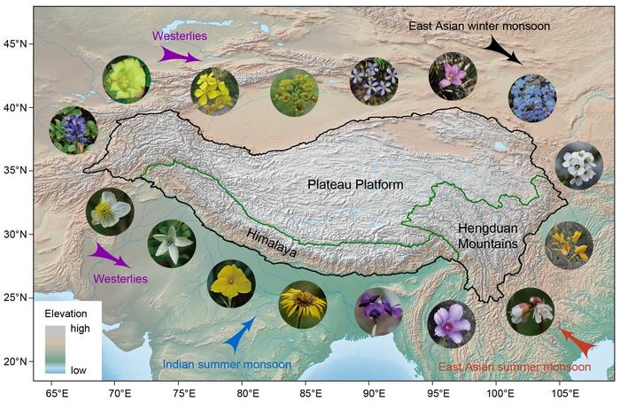 Topographic map of the Qinghai-Tibet Plateau and representative plants