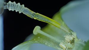 A spiders legs inspired mm-scale soft exosceleton touching plants anthers