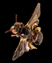 A male Exoneurella tridentate, thought to have Antarctic origins).