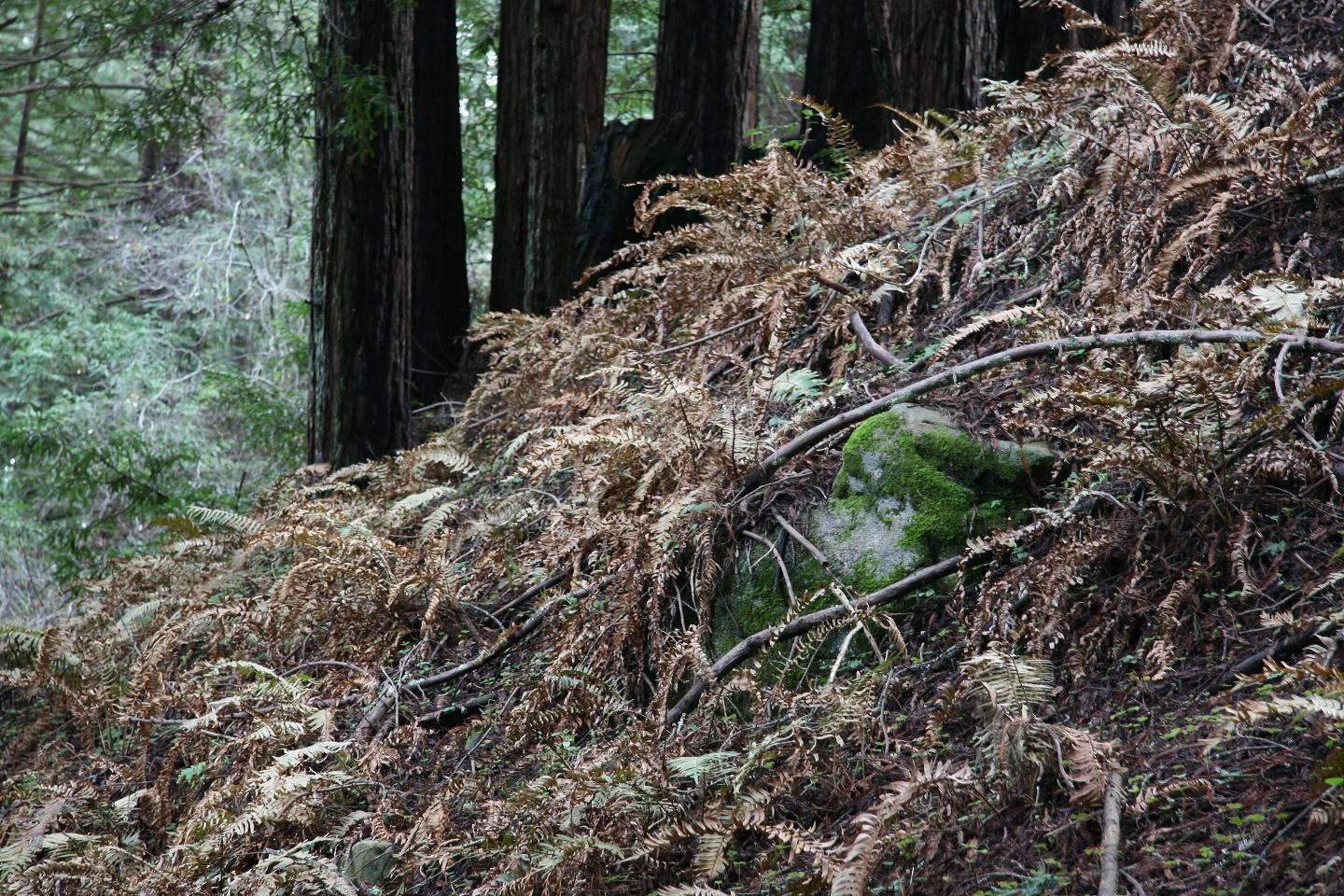 Dieback