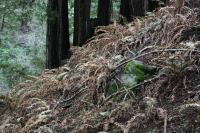 Dieback