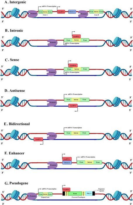 lncRNA classification according to genomic location