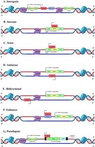 lncRNA classification according to genomic location