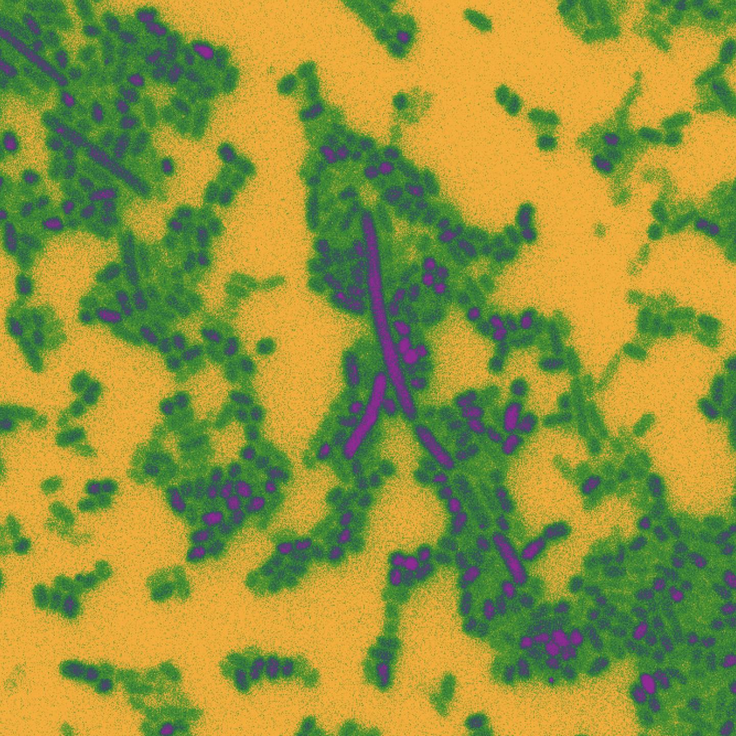 Gut Bacteria Micrograph