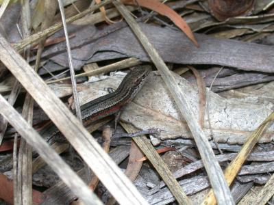 Southern Grass Skink