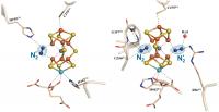 New evidence for a dynamic metallocofactor during nitrogen gas ...