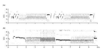 Canary Sonograms