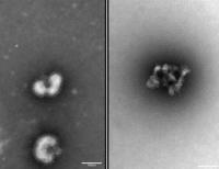 Urumin and Flu