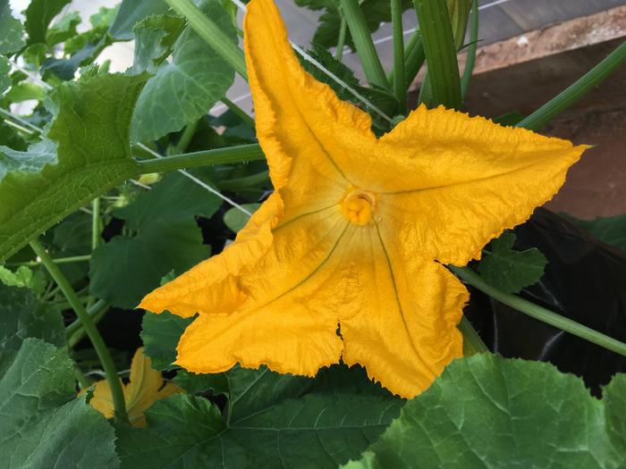 Droughts can reduce the caloric value of flower nectar by up to 95%, study finds