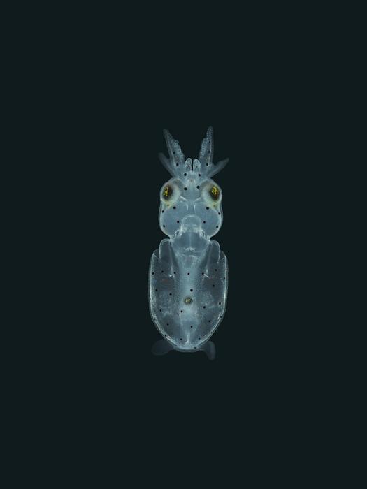 Light Sheet Microscopy Image of a Squid