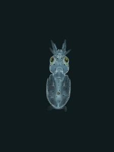 Light Sheet Microscopy Image of a Squid
