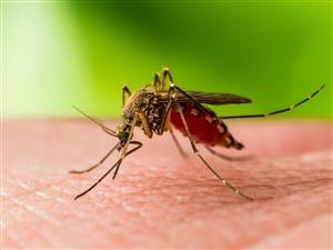 Infectious Diseases