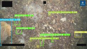 AI-model species identification from video
