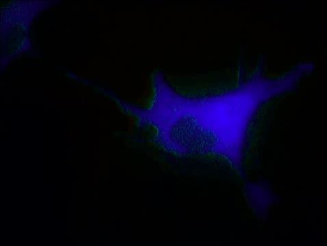 Cultured Monkey Cells