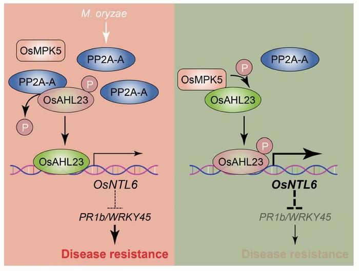 The working model of the phosphorylation switch centered on OsAHL23 maintaining immune homeostasis in rice