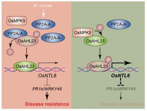 The working model of the phosphorylation switch centered on OsAHL23 maintaining immune homeostasis in rice