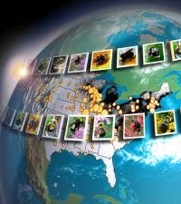 <I>Bombus</I> Across America