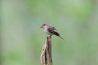 Female Pied Flycatcher (2 of 3)