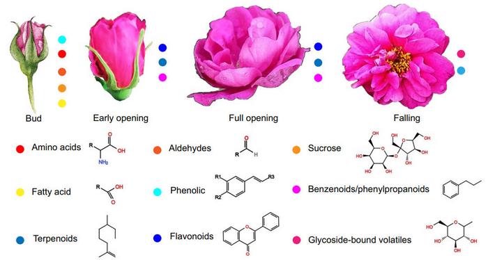 Major metabolites in the rose petals during flower development.
