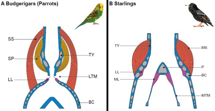 The difference between the vocal organs of parrots and starlings