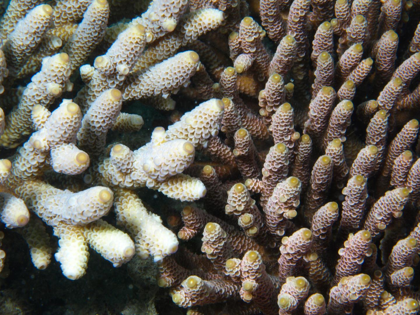 <i>Acropora millepora</i> 